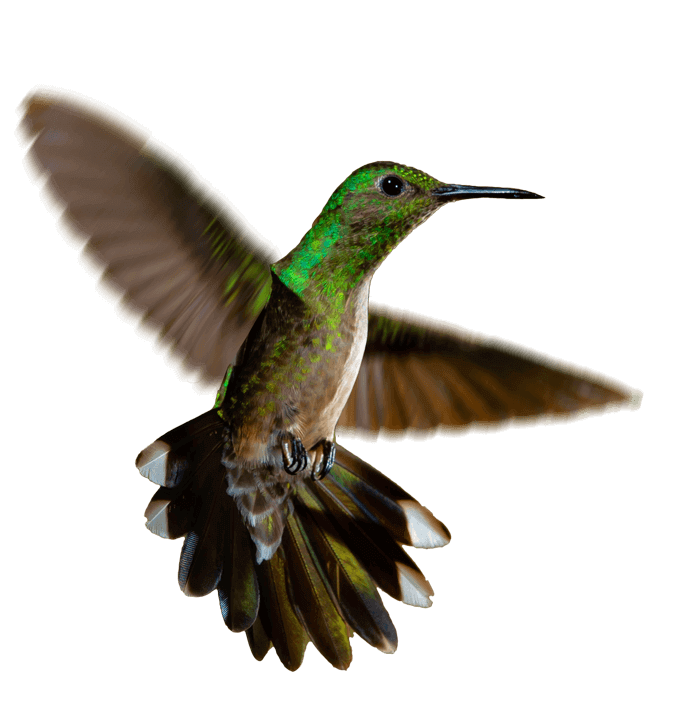 Colibri