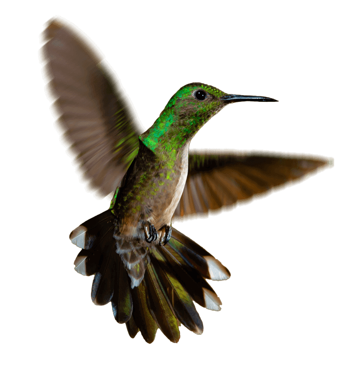 Colibri